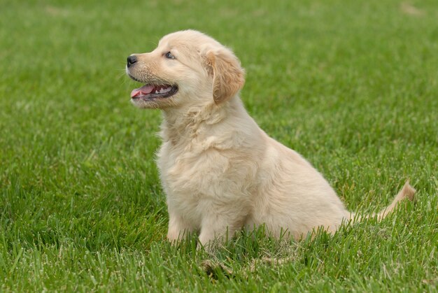 草地に座っているかわいいゴールデンレトリバーの子犬の浅いフォーカスショット