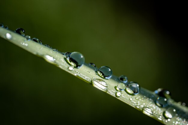 植物の露の浅いフォーカスショット