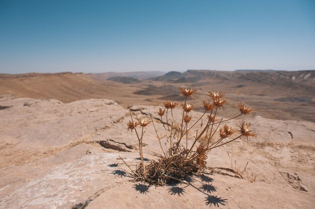 이스라엘 네게브 사막의 암석 표면에서 자란 마른 식물 잎의 얕은 초점