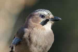 Free photo shallow focus shot of a eurasian jay (garrulus glandarius)