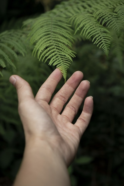 Free photo shallow focus shot of a hand approaching a vibrant plant