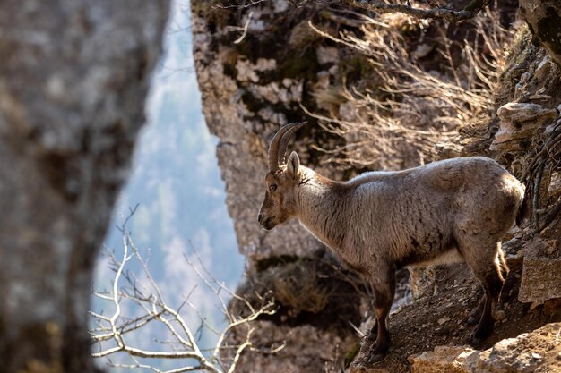 Shallow focus shot of an ibex on the rocky slope