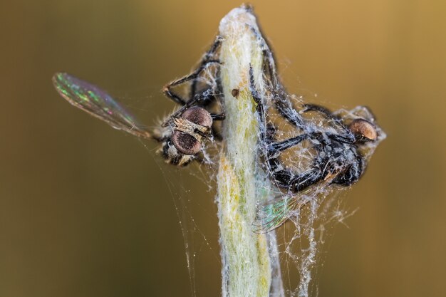 Неглубокий снимок насекомых, попавших в паутину