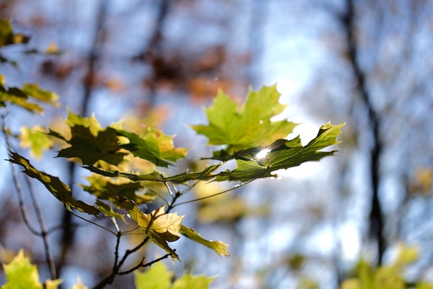 Shallow focus shot of maple leaves on a branc