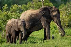 Foto gratuita colpo poco profondo del fuoco di una madre e un elefante del bambino che camminano su un campo di erba durante il giorno