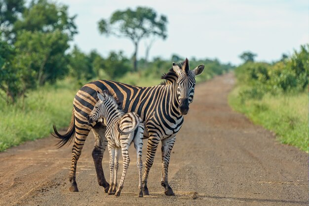 Shallow focus shot of a mother zebra with her baby standing on the road