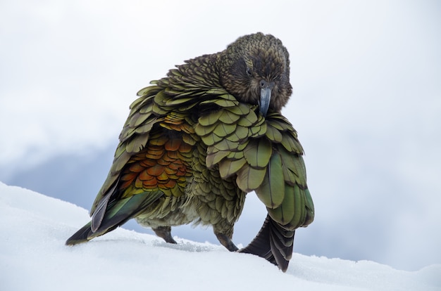 Foto gratuita shallow focus shot di nestor kea in nuova zelanda