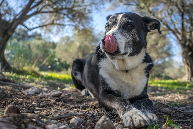 Снимок с мелкой фокусировкой: старая собака отдыхает на земле и облизывает нос
