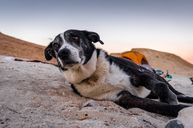 Shallow focus shot of an old dog resting on a sandy surface ground