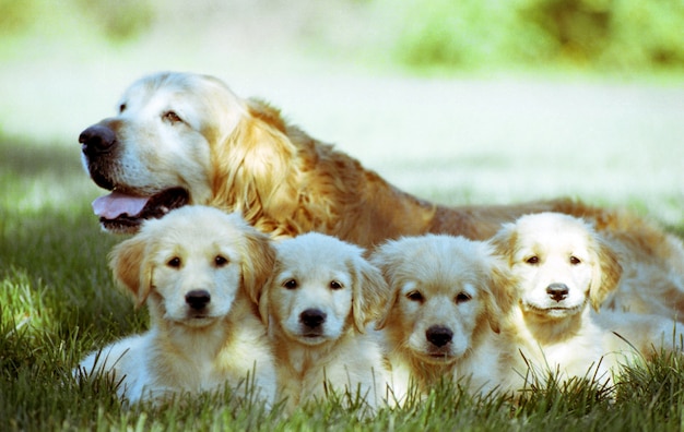 Shallow focus shot of an old Golden Retriever with four puppies resting on a grass ground