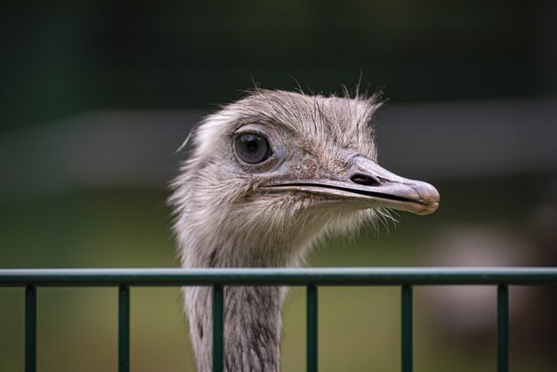 Shallow focus shot of an ostrich behind a fence