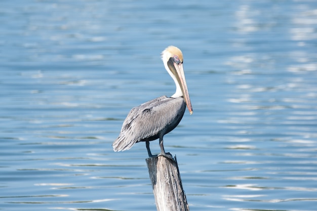 Shallow focus shot of a pelican standing on a piece of a wooden front of the sea