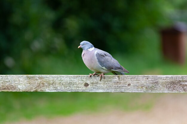 Shallow focus shot of a pigeon perching on a wooden stick