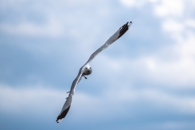 Shallow focus shot of a seagull in flight