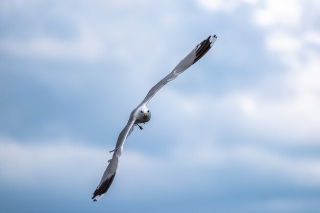 Shallow focus shot of a seagull in flight