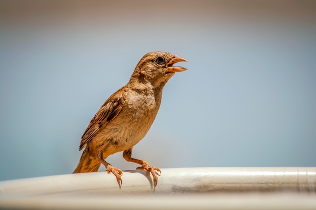 Shallow focus shot of a sparrow perching on a white fence