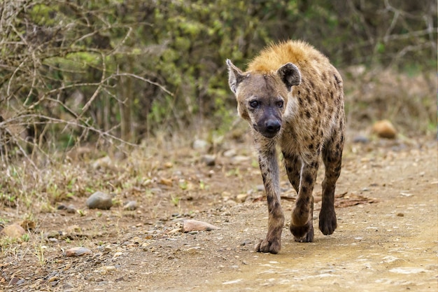 Shallow focus shot of a spotted hyena walking on a dirt road with a blurred space