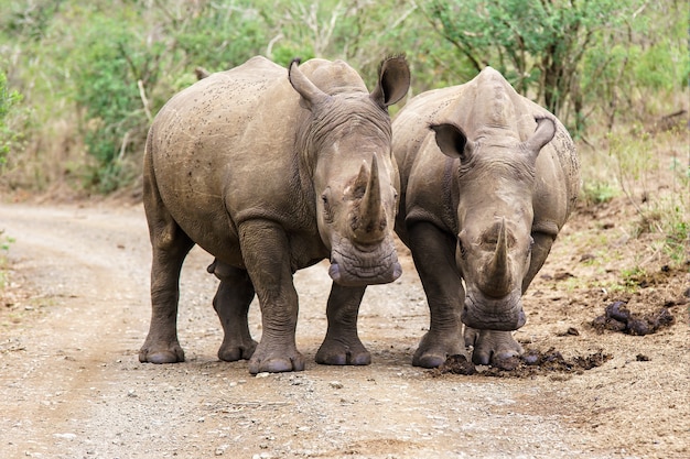 Free photo shallow focus shot of two rhinoceros walking on the road