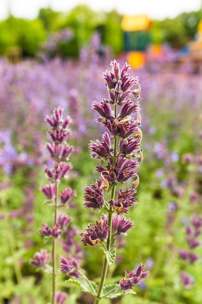 Free photo shallow focus shot of vibrant english lavenders