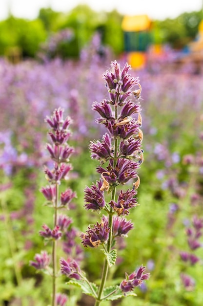 Shallow focus shot of vibrant English lavenders