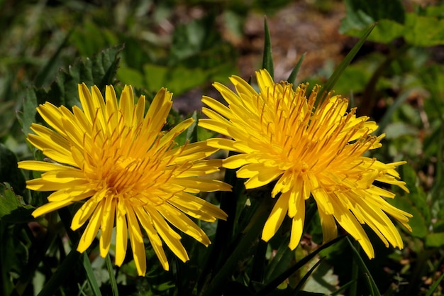 Shallow focus shot of vibrant yellow flowers in a blurry distance