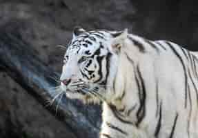 Free photo shallow focus shot of a white and black striped tiger