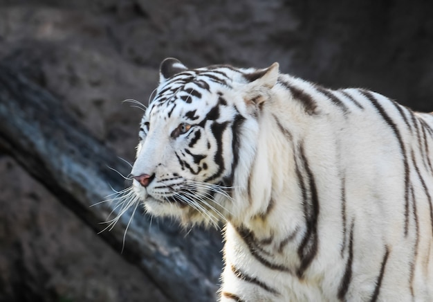 Shallow focus shot of a white and black striped tiger
