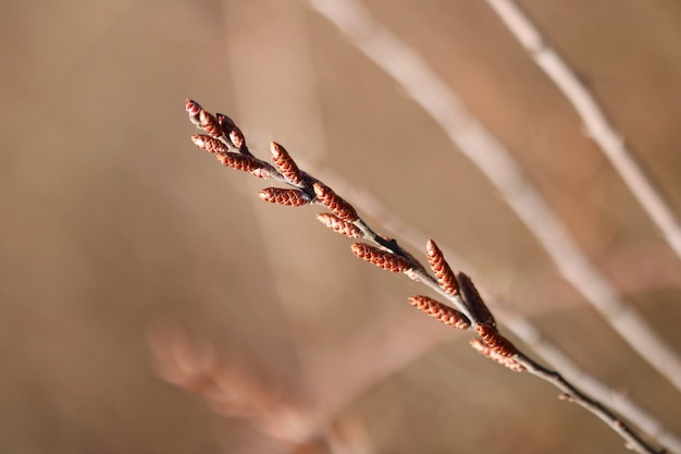 Free photo shallow focus shot of a willow branch