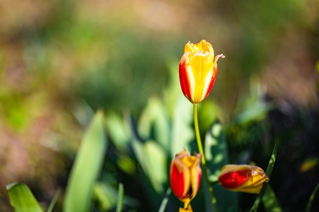 Shallow focus shot of a yellow tulip flower in the garden