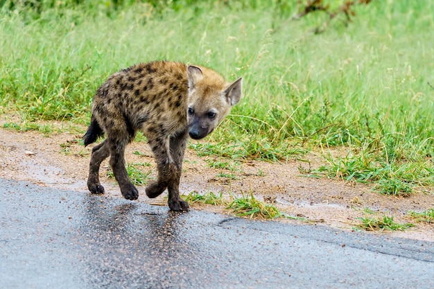 Free photo shallow focus shot of a young spotted hyena walking on the road