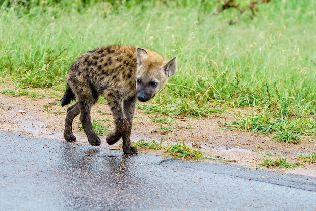 Shallow focus shot of a young spotted hyena walking on the road