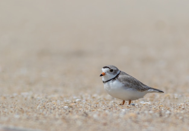 Shallow focus of a small bird on a gloomy day at the beach