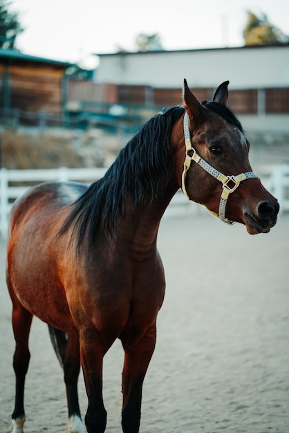 Shallow focus vertical shot of a brown horse wearing a harness standing on a sandy ground