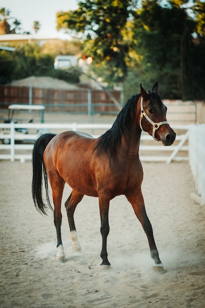 Shallow focus vertical shot of a brown horse wearing a harness walking on a sandy ground