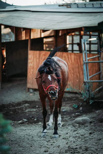 Foto gratuita colpo verticale del fuoco poco profondo di un cavallo marrone che indossa un cablaggio rosso