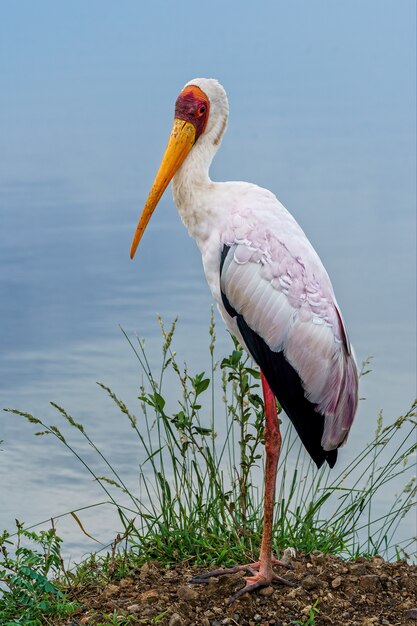 Shallow focus vertical shot of a painted stork standing on the ground