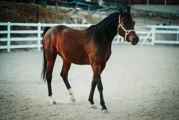 Shallow focus view of a brown horse wearing a harness walking on a sandy ground