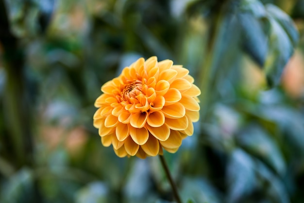 Free photo shallow focus of yellow flower during daytime