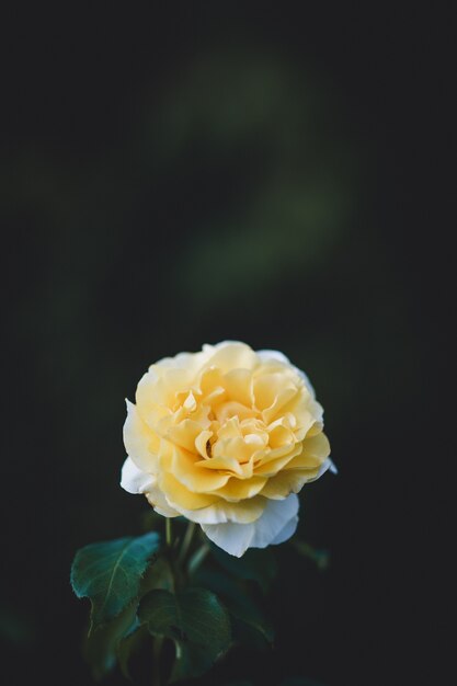 Shallow focus  of yellow flower