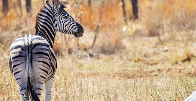 Shallow focus of a zebra looking aside on scene of dry grass