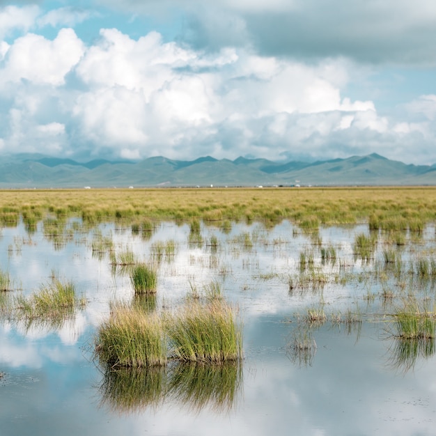 Shallow pond with plants growing in it and a blue cloudy sky