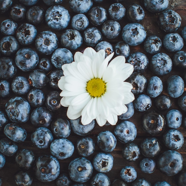 Shamomile on blueberries background