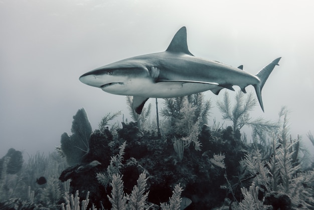 Free photo shark swimming over corals