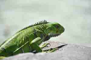 Foto gratuita spine aguzze che scendono lungo la spina dorsale di una lucertola iguana