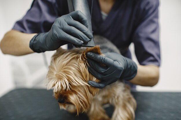 Shaving process. Small dog sits on the table. Dog shaved by a professional.