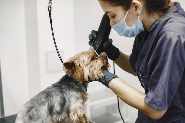 シェービングプロセス。小さな犬がテーブルに座っています。専門家によって剃られた犬。