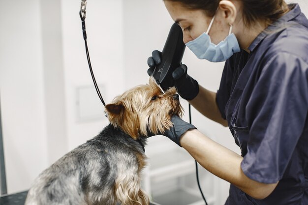 Shaving process. Small dog sits on the table. Dog shaved by a professional.