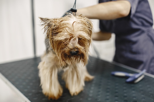 Shaving process. Small dog sits on the table. Dog shaved by a professional.