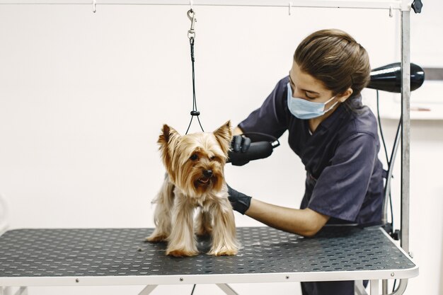 Shaving process. Small dog sits on the table. Dog shaved by a professional.