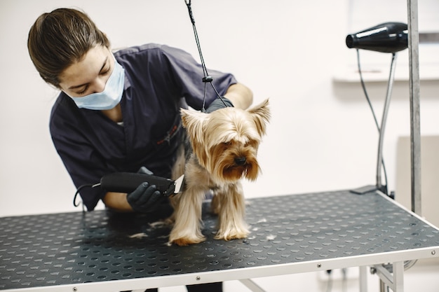 Shaving process. Small dog sits on the table. Dog shaved by a professional.